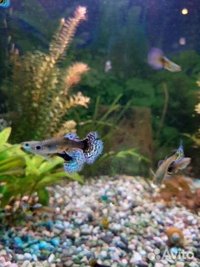 Гуппи испанцы собственного разведения