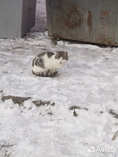 Котята коротколапые