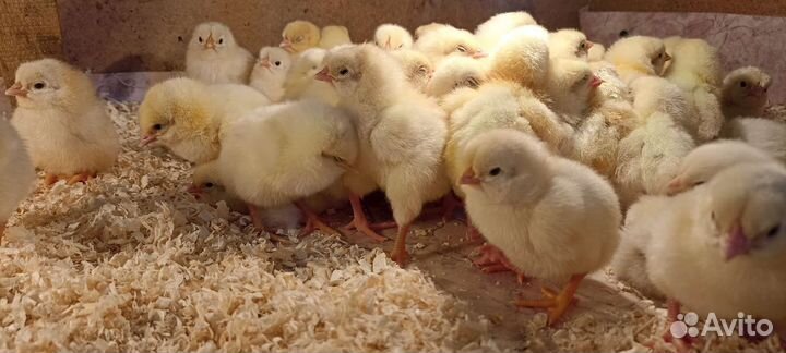 Инкубационное яйцо леггорн