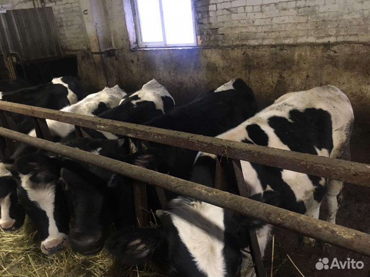 Телята бычки для откорма