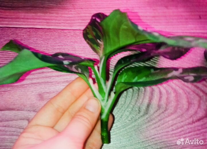 Аглаонема редкая пиктум триколор камуфляж
