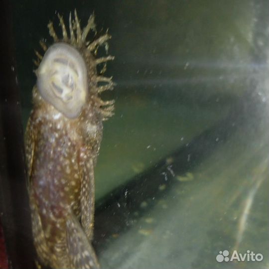 Сомики анциструсы