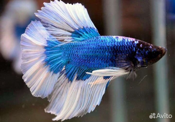 Рыба петушок