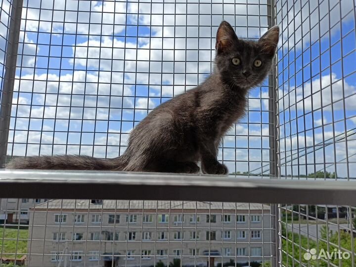 Кошка в дар