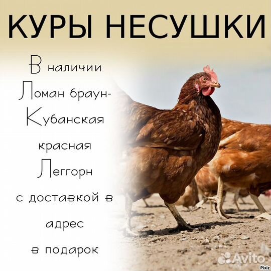 Куры несушки