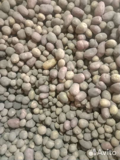 Семенной картофель