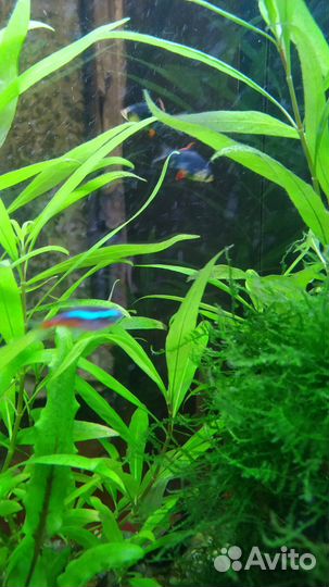 Барбус мшистый