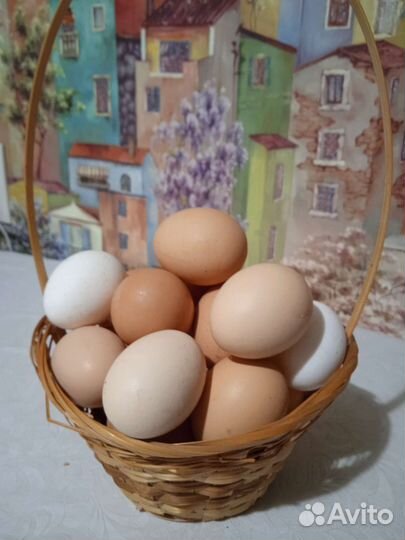 Домашние куриные яйца