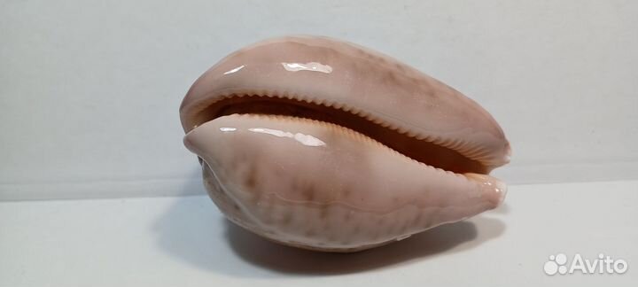 Ципрея Мапа 7,9 морская ракушка раковина