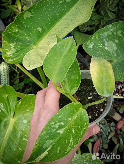 Джозе буэне филодендрон Jose bueno детка