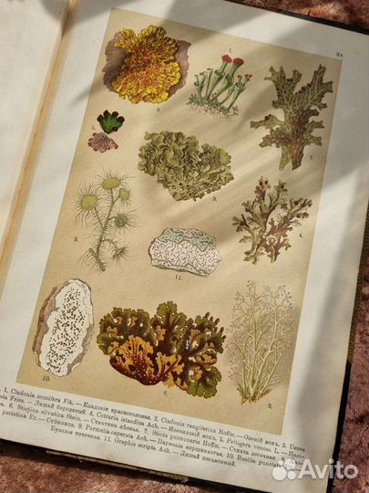 Хромолитографии Ботанический Атлас Девриен