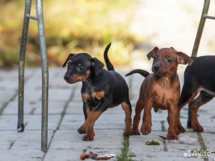 Классные щенки карликовый пинчер