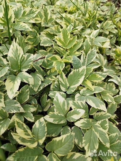 Растения для сада