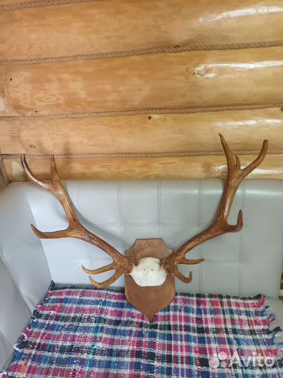 Рога оленя 11 суков