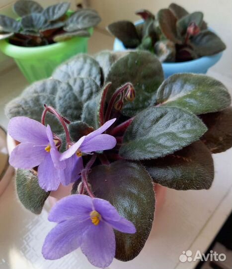 Фиалки цветущие в горшке