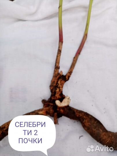 Пион Селебрите