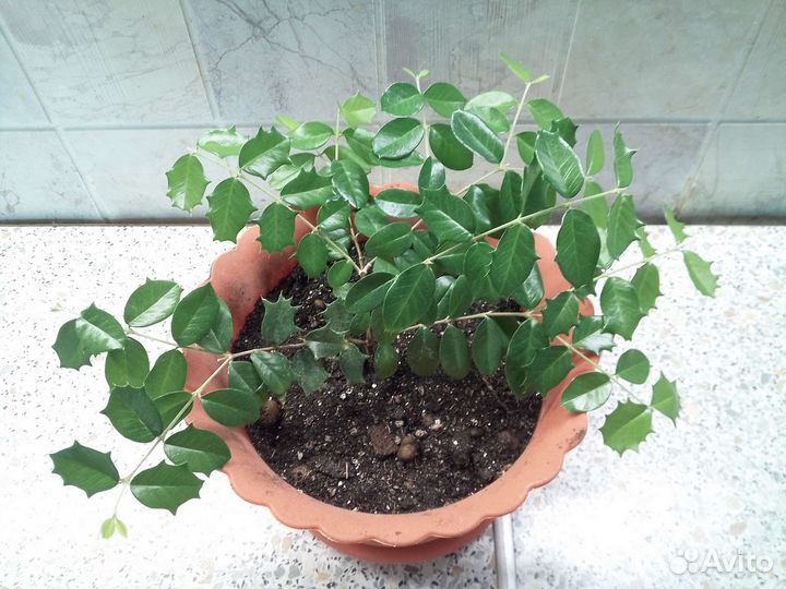 Мальпигия (вишня барбадосская)