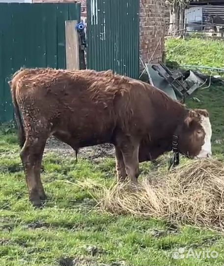 Телята бычки сементалы