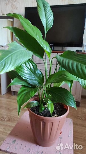 Спатифиллум