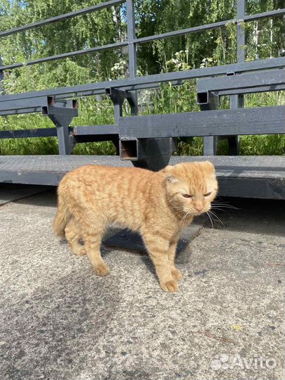 Шотландская кошка