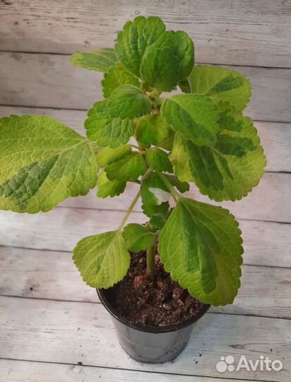 Плектрантус