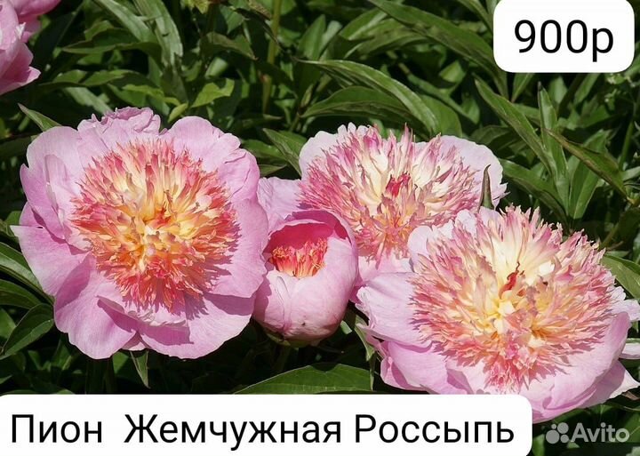 Пионы саженцы корни