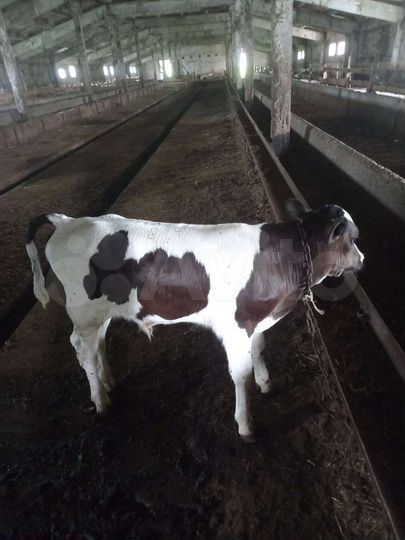 Участок 33 га (СНТ, ДНП)