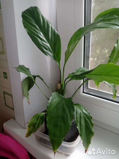 Спатифиллум