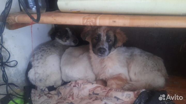 Щенки в добрые руки