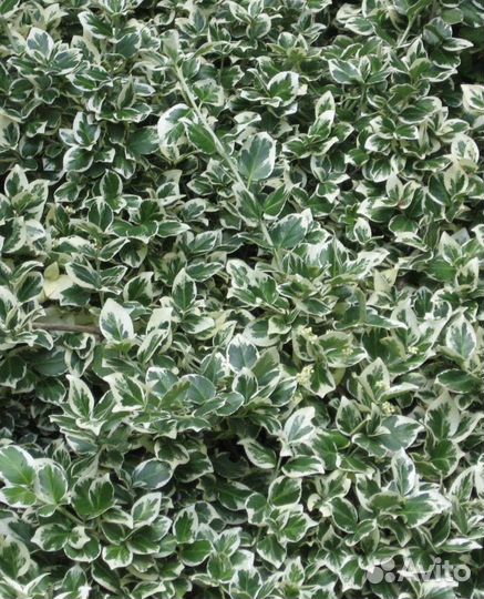 Бересклет форчуна