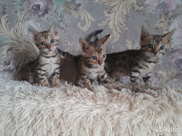 Бенгальская