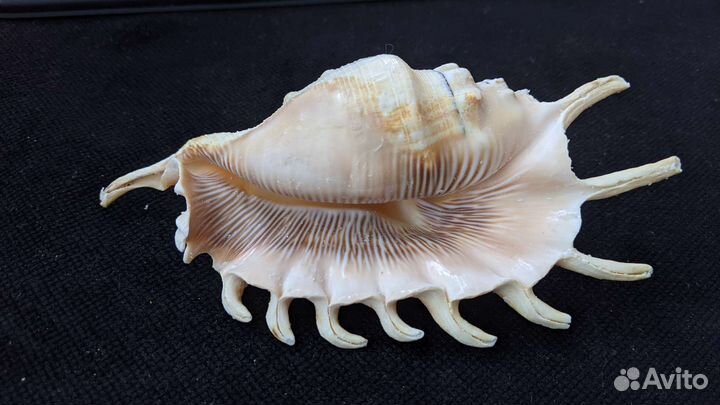 Ламбис миллипеда ракушка морская