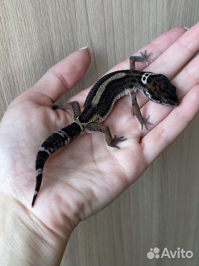 Эублефары Black Night