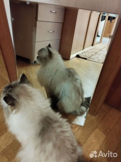 Зеркало 60 см-40 см