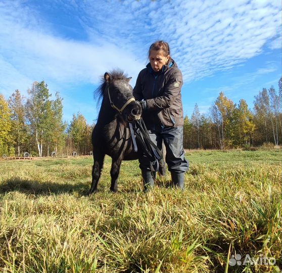 Шетлендский пони