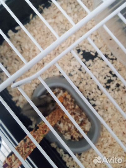 Джунгарский хомяк бесплатно