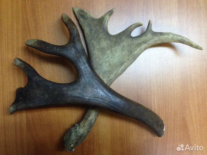 Грызак для собак