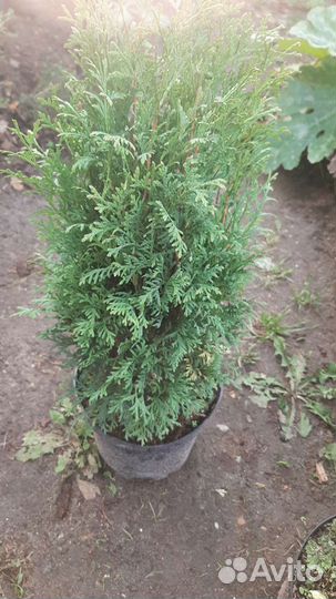 Цветы многолетники