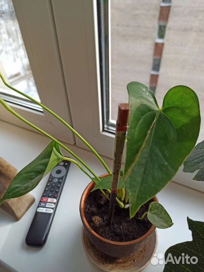 Антуриум красный