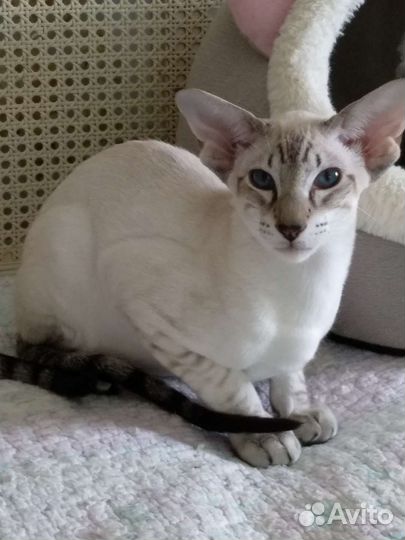 Ориентальные котята