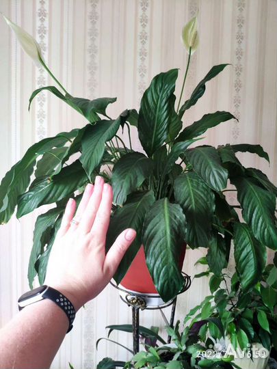 Спатифиллум