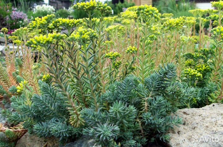 Растения для альпийской горки, рокария