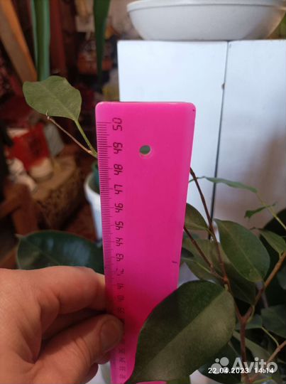 Фикус бенджамина зелёный