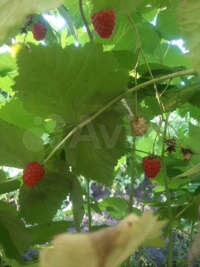 Участок 15 сот. (СНТ, ДНП)