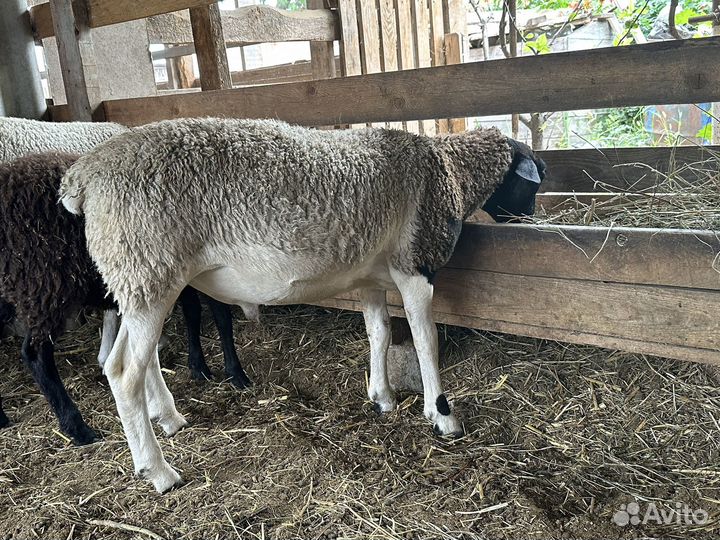 Овцы бараны дорпер