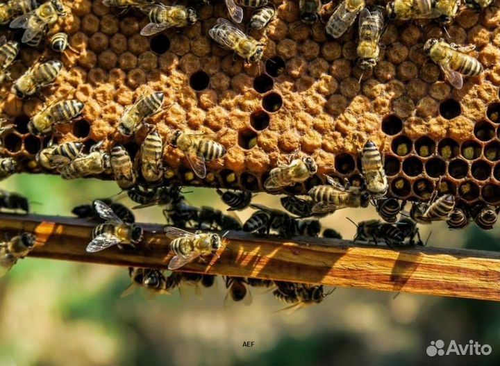 2024 Мёд натуральный алтайский опт