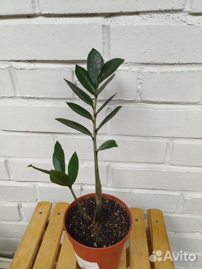 Замиокулькас