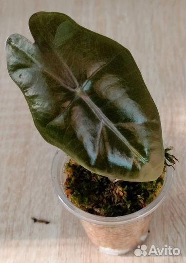 Алоказии, каладиумы, колокасия