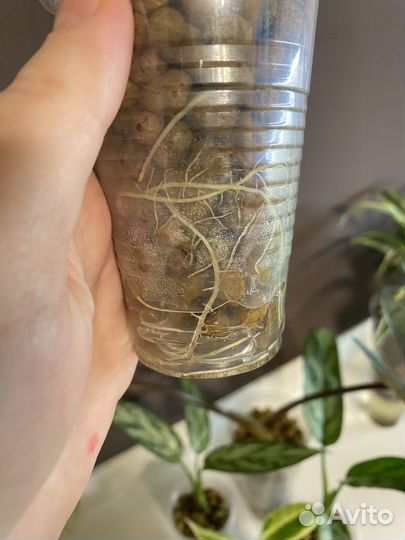 Комнатные растения #1