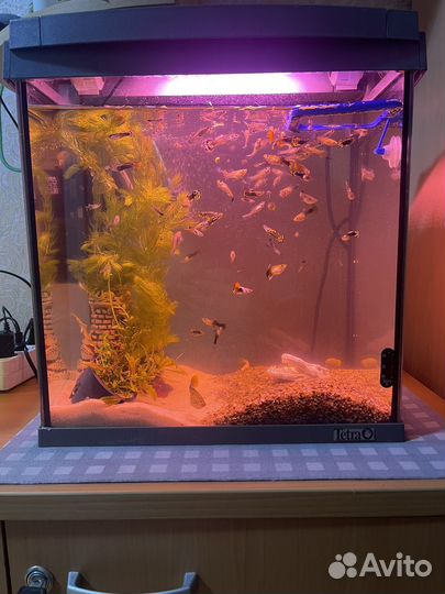Аквариум Tetra с рыбками